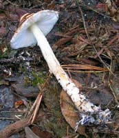 Lepiota cristata.